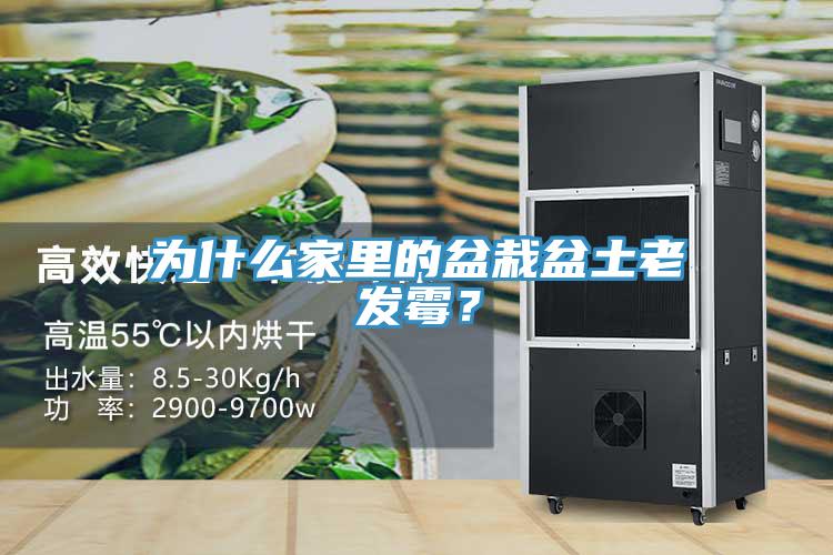 為什么家里的盆栽盆土老發霉?