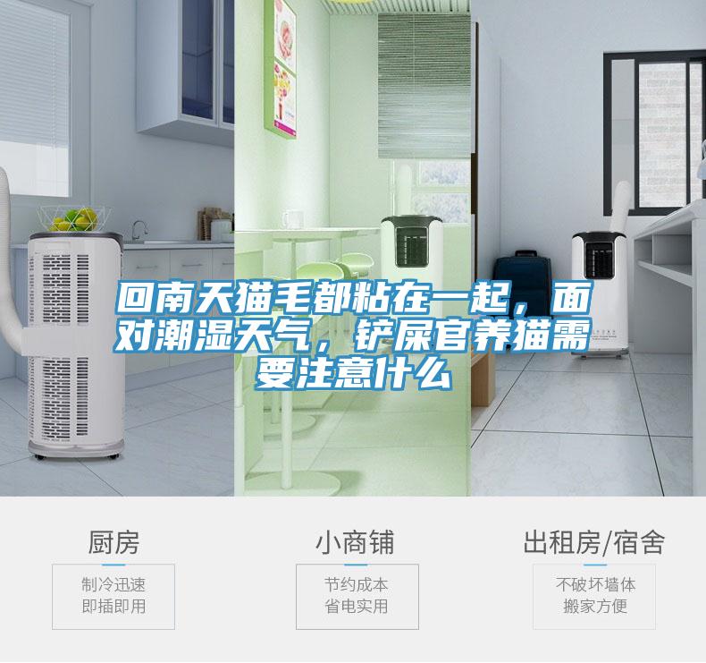 回南天貓毛都粘在一起,面對潮濕天氣,鏟屎官養貓需要注意什么